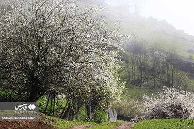 قاب‌هایی جذاب از طبیعت بهاری کوهستان چالوس