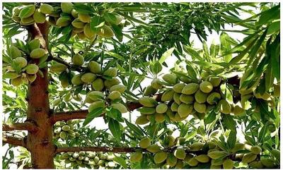 آخرین فرصت برای کاشت نهال میوه و بادام ۲۴هزار تومانی ‌با چک ۵ماهه