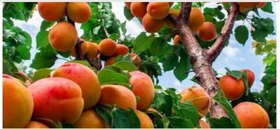 فروش نهال زردالو سلطنتی، عسگراباد و نصیری با ۵۰ درصد تخفیف