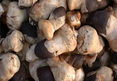 هشدار| مسمومیت با قارچ سمی را جدی بگیرید