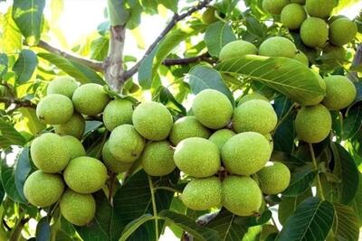 3 تکنیک موثر برای پربار کردن درخت گردو