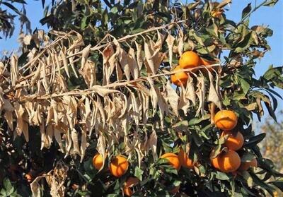 پژوهش برای کنترل زوال مرکبات