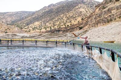 تولید ۱۸میلیون لارو ماهی بومی و کپور در خوزستان