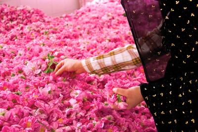 اولین باغ گل محمدی تهران در منطقه ۱۹؛ گلاب‌گیری وسط پایتخت!