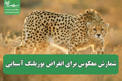 فقط ۱۷ یوز باقی مانده/ شمارش معکوس برای انقراض یوزپلنگ آسیایی