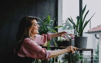 نگهداری از گیاهان آپارتمانی با این راز و رمزها