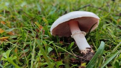 مسمومیت ۴۸ نفر در خراسان شمالی با قارچ‌های سمی و کُشنده
