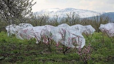 احتمال بروز خسارت سرمازدگی به محصولات زراعی و باغی در اردبیل
