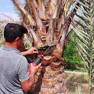 معاون جهاد کشاورزی بوشهر: ارتقای مدیریت نخلستان‌ها در بوشهر ضروری است