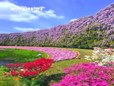 دیوار عظیم ویستریا در پارک گل آشیکاگا