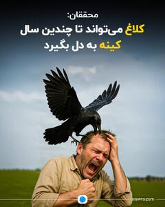 محققان؛ کلاغ‌ می‌تواند تا چندین سال کینه به دل بگیرد