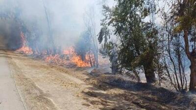جنایت علیه درختان سبز؛ سوداگران زغال بی‌رحمانه پیش می‌روند!
