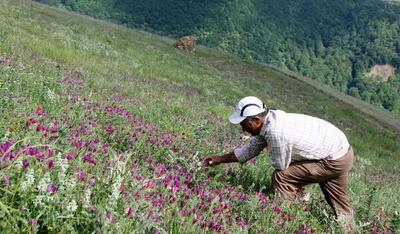 ممنوعیت بهره‌برداری  و برداشت از محصولات مرتعی و جنگلی استان تهران