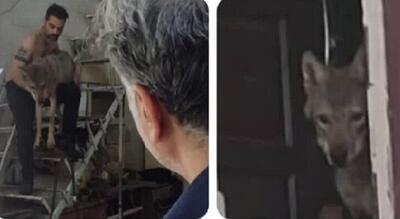 نگهداری گرگ در مغازه ای در کرج!