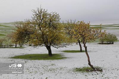 تصاویر: بهار در اهر رنگ زمستان گرفت