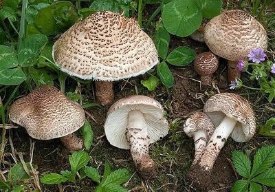 از خوردن قارچ های خودرو خودداری کنید/ مسمومیت با قارچ غیرخوراکی از علائم تا درمان
