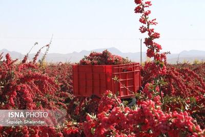 سارقان ۹۰۰ کیلو زرشک در قاینات دستگیر شدند