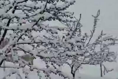 فیلم/ بارش شدید برف در زنجان