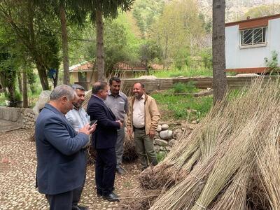 توزیع رایگان ۱۶۰ هزار اصله نهال برای زراعت چوب در کهگیلویه و بویراحمد
