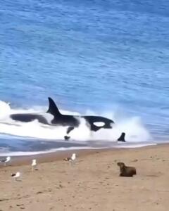 فیلم حمله مرگبار نهنگ قاتل به فوک ها
