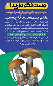هشدار، هر قارچی خوارکی نیست!