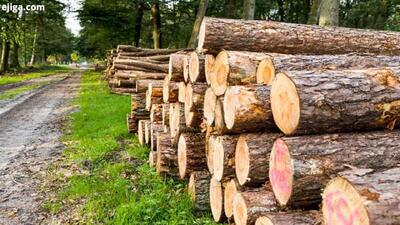۱۶۰ هزار اصله نهال رایگان برای زراعت چوب در کهگیلویه و بویراحمد توزیع شد