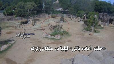 «حلقه آماده باش» فیل‌ها در هنگام زلزله؛ اتفاقی عجیب که دوربین پارک ضبط کرده