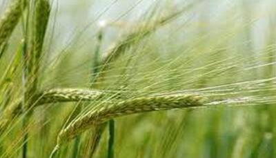 زنگ خطر برای مزارع گندم مازندران