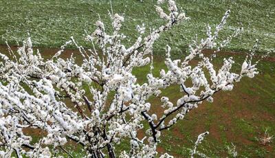 هم‌نشینی برف و شکوفه‌های بهاری در روستاهایی ییلاقی رامسر