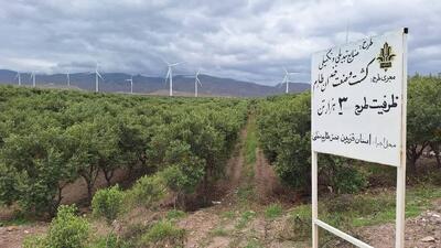 استاندار قزوین از شرکت کشت و صنعت خندان طارم بازدید کرد