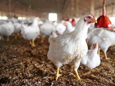 مرغ‌های وارداتی خروس شدند