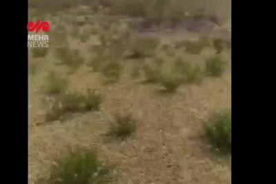 هجوم ملخ‌ها به روستای چاه‌زول شهرستان مرزی خواف در خراسان رضوی + فیلم