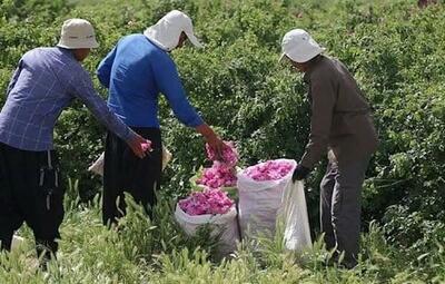 توسعه پایدار کشاورزی؛ راهکاری نوین برای مقابله با چالش‌های اقلیمی در خلیل‌آباد