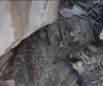 توله‌پلنگ‌های نادر در اطراف کازرون توسط چوپان مسئول نجات یافتند