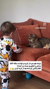 درخواست عجیب یک کودک برای کتک خوردن از یک گربه؛ حیوان خانگی از این واکنش شوکه شد!