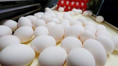 تخم‌مرغ به کف رسید؟ قیمت فعلی کمتر از سال قبل