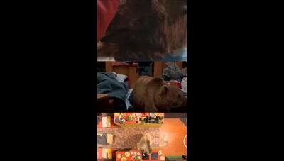 یکی از پیچیده‌ترین صحنه‌های سریال پایتخت چگونه ساخته شد؟ همه‌چیز درباره فیلمبرداری با خرس واقعی و جلوه‌های سینمایی
