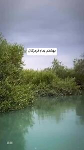 آب‌های شور دریا در آغوش ریشه‌های درختان حرا شیرین می‌شوند + فیلم