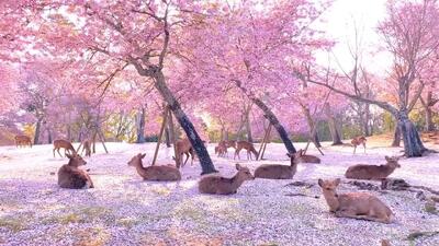 گله‌ای از گوزن‌ها در حال استراحت / زیر سایه‌ی شکوفه‌های گیلاس در پارک نارا، ژاپن + فیلم