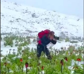 سفیدپوش شدن دشت لاله‌های واژگون با بارش برف بهاری - آینه فردا