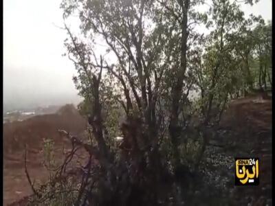 تشکیل پرونده قضایی برای قطع درختان بلوط «پارک جنگلی» یاسوج