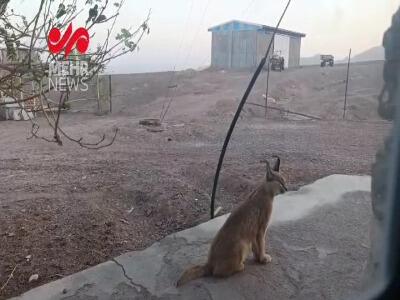 وقت گذرانی گربه وحشی(کاراکال) در طبیعت