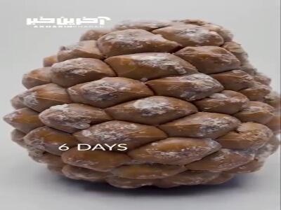تایم لپس رشد ۲ ساله درخت کاج در ۵۴ ثانیه