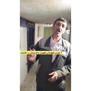 خرس سریال پایتخت در دنیای واقعی قاتل شد! + فیلم لحظه ترسناک