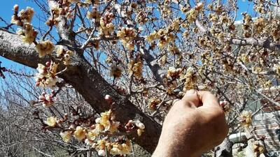 سرمازدگی باغات میوه دماوند؛ شوک کننده است!