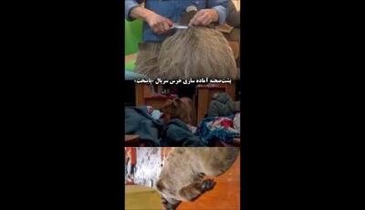 پشت‌صحنه آماده سازی خرس پایتخت/ ترکیب خلاقانه از فیلمبرداری حرفه‌ای