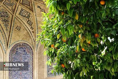 عکس | شیراز، سرشار از عطر شکوفه‌های بهار نارنج