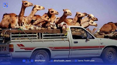کالاهای عجیب اما ارزآور در تجارت خارجی ایران