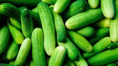 آغاز برداشت بهاره خیار گلخانه‌ای در رودان با پیش‌بینی افزایش سه برابری