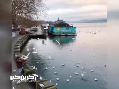 ویدئویی از مرغان دریایی در طبیعت زیبای سوئیس